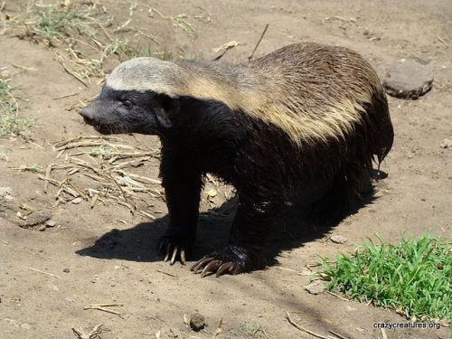 ラーテル ミツアナグマ はコブラを捕食し ライオン相手に一歩も引かずに戦う