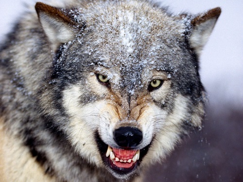 狼よりも強い犬 オオカミvs犬の戦い