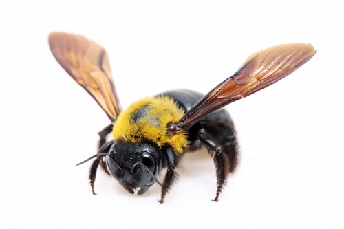 クマンバチ クマバチ って刺すの スズメバチと良く間違えられる大きなハチ