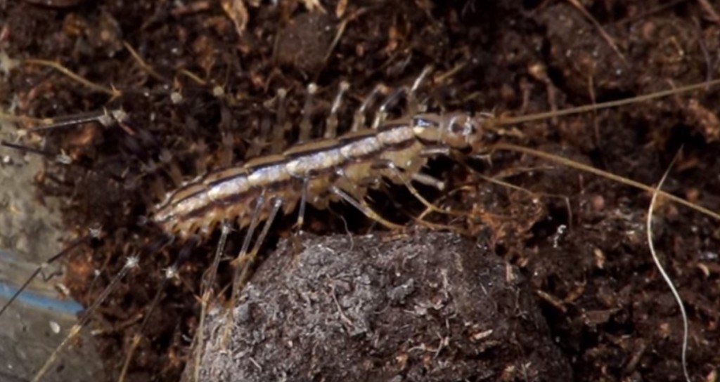 Geji Geji Insect ゲジゲジは益虫で良いやつなんだぜ?