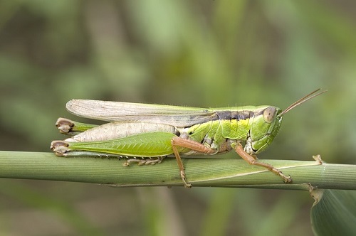 grasshopper-67564_640