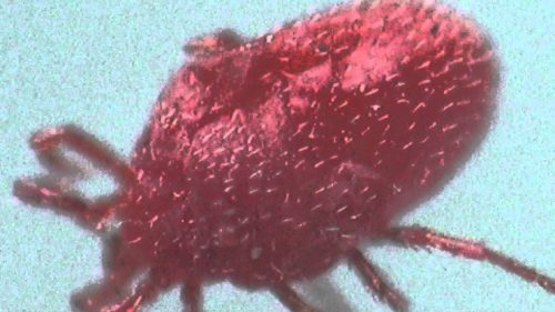 小さい赤い虫の正体は タカラダニ 赤ダニ