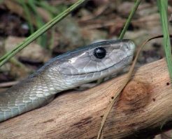 世界で最も人を殺している毒蛇 ブラックマンバ
