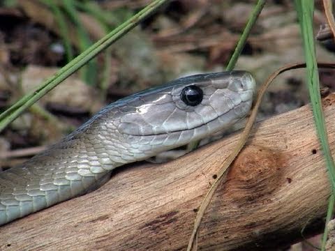 世界で最も人を殺している毒蛇 ブラックマンバ