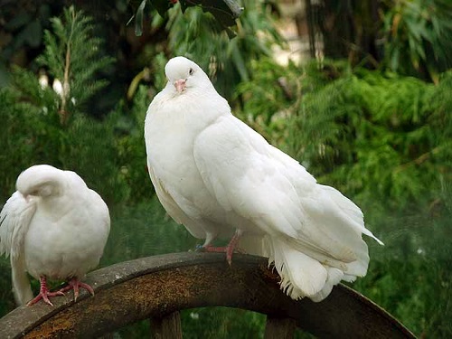 白い鳩が縁起が良いと言われるのはなぜ？