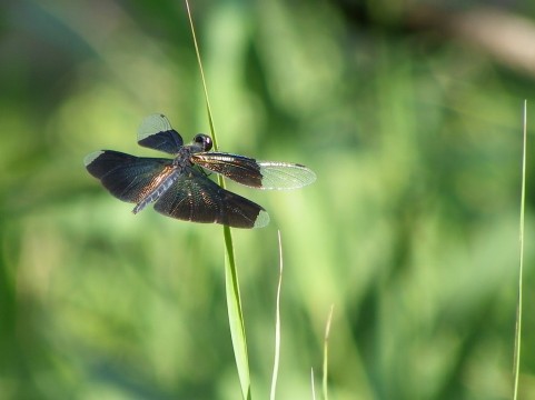 蝶なのかトンボなのか 不思議な昆虫 チョウトンボ