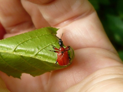 ゆりかごを作る不思議な昆虫 オトシブミ