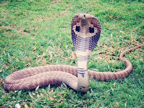 世界最大 最強の毒ヘビ キングコブラ おそるべし