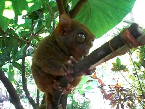 世界一小さなフィリピンのメガネザルが可愛いと話題