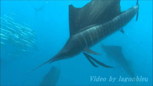 カジキマグロ てマグロじゃないって知ってる