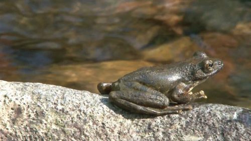 日本で聞くことが出来るカエルの鳴き声は 日本で聞くことが出来るカエルの鳴き声は