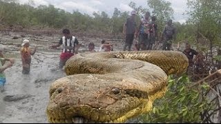 巨大ヘビ アナコンダの恐怖