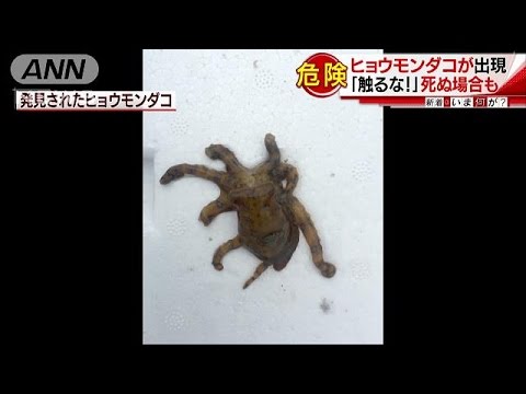 危険な毒を持つヒョウモンダコって食べられるの