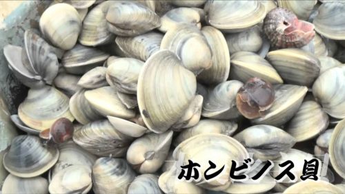 大きくて食べごたえがある ホンビノスガイ はどうやって食べる