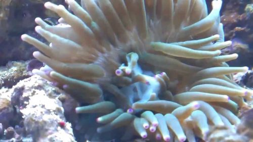 イソギンチャク って毒があるの