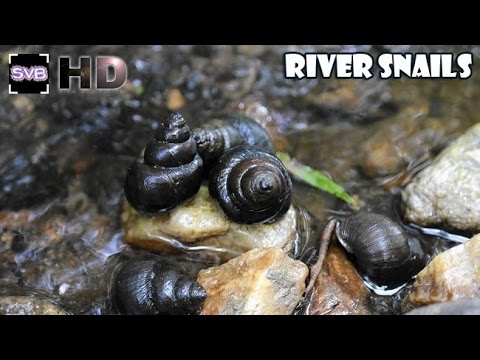 タニシ がメダカを食べるって本当