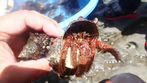 食用 ヤドカリ ってあるの どんな味