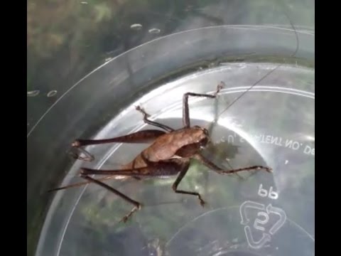 カマドウマの駆除方法