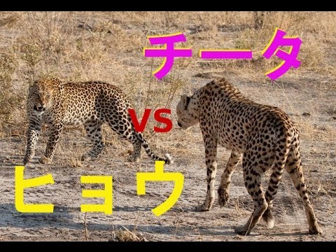 ヒョウ と チーター の違いって