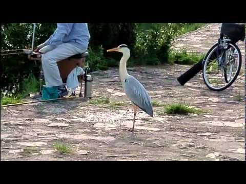 アオサギ はグレーなのに青と呼ばれる渡り鳥