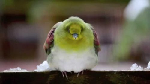 鳩なのに鳴き声が美しい アオバト