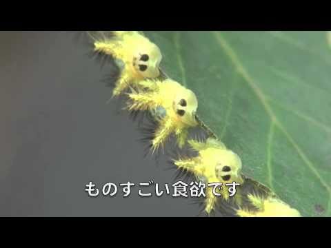 イラガ に刺されたら