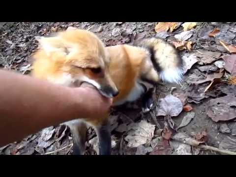 キツネってペットとして飼育出来るの