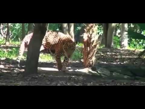 ヒョウ と ジャガー の違いって