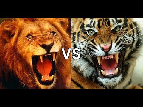 ライオン と トラ はどっちが強い