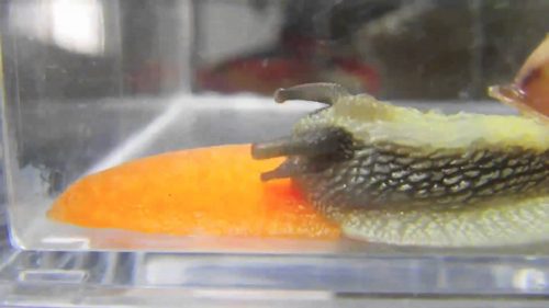 カタツムリ の飼い方 餌はなにがいい