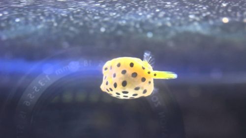 ハコフグ の 毒 の強さってどれくらい