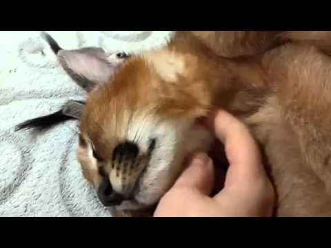 カラカル って猫みたいでかわいい