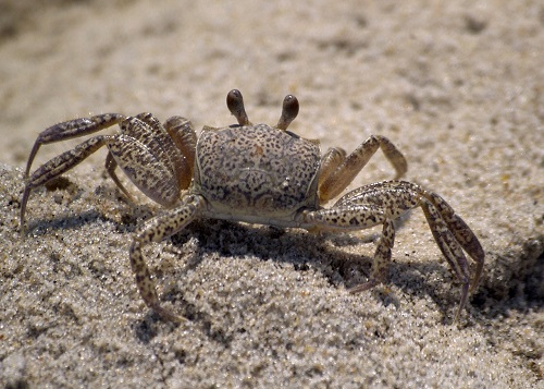 海や砂浜に来たら探してみたい生き物10選