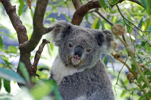 コアラ ってユーカリ以外に餌は何を食べるの