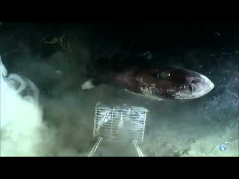 オンデンザメ はサメなのに世界一のろま