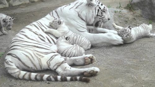 ホワイトタイガー ってアルビノじゃないの