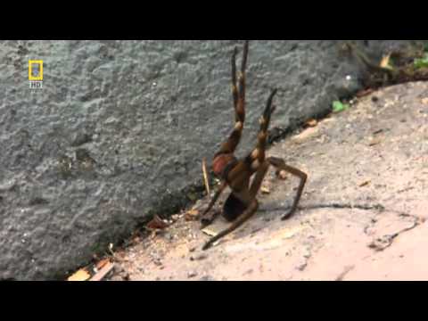 猛毒を持つ蜘蛛 クロドクシボグモ