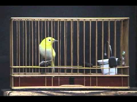 メジロ の鳴き声って知ってる