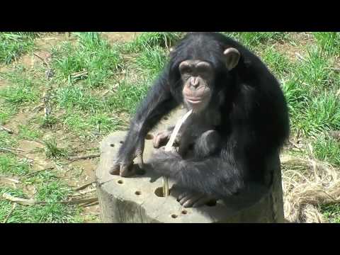 共食い チンパンジー