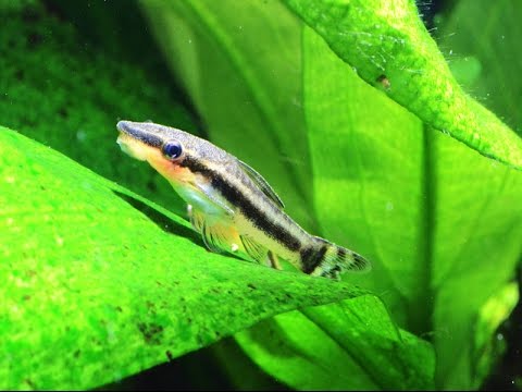 オトシンクルスの寿命ってどれくらい