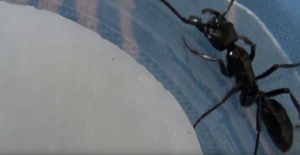 ディノポネラ」 最大・最強のアリが凄い！