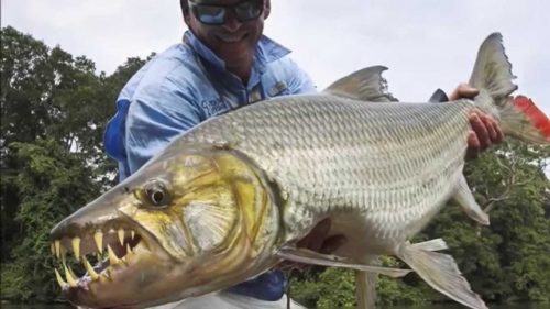 恐るべしゴライアスタイガーフィッシュの攻撃