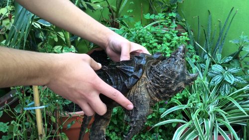 ワニガメ の飼育について