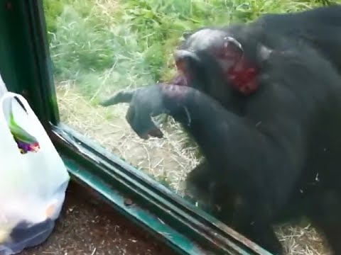 チンパンジー 狂暴