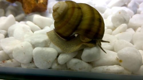 タニシの寿命ってどれくらい