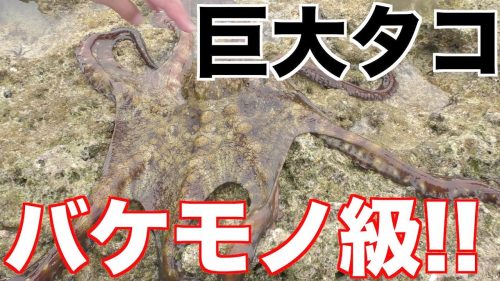 欧米でタコが悪魔と言われるのはなぜ