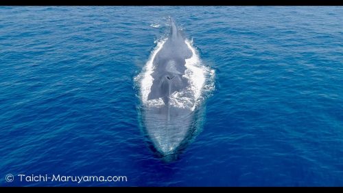 シロナガスクジラの名前の由来は