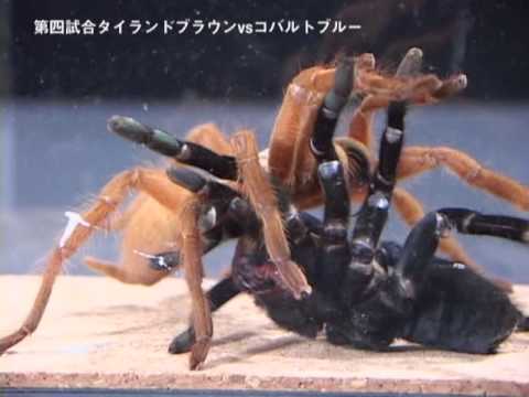 タランチュラの寿命ってどれくらい