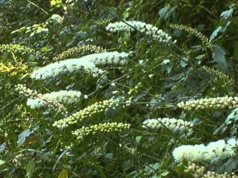 サラシナショウマってどんな花が咲くの