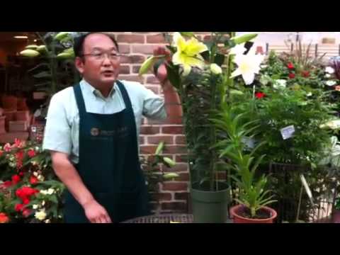 ユリの栽培方法について